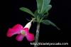 Adenium arabicum アデニウム・アラビクム image_3
