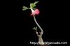 Adenium arabicum アデニウム・アラビクム image_5
