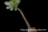 Adenium socotranum アデニウム・ソコトラナム