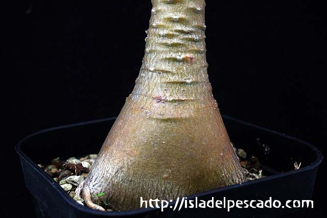格安SALEスタート！ isla del pescado-多肉植物-塊根植物-Adenium socotranum 絵画