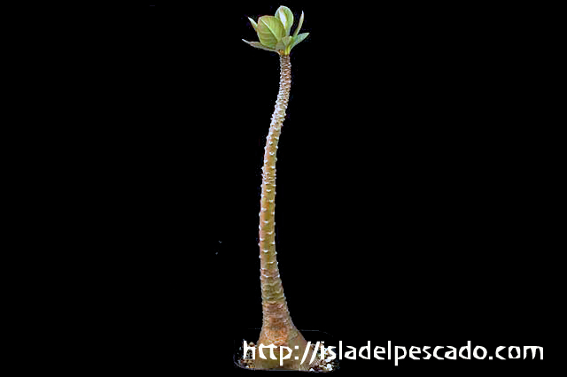 isla del pescado-多肉植物-塊根植物-Adenium socotranum