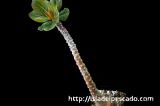 Adenium socotranum アデニウム・ソコトラナム
