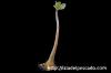 Adenium socotranum アデニウム・ソコトラナム image_2