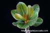 Adenium socotranum アデニウム・ソコトラナム image_4