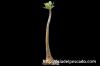 Adenium socotranum アデニウム・ソコトラナム image_5
