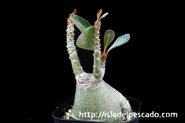 Adenium socotranum アデニウム・ソコトラナム
