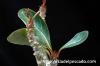 Adenium socotranum アデニウム・ソコトラナム image_4