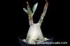 Adenium socotranum アデニウム・ソコトラナム image_5
