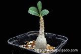 Adenium socotranum アデニウム・ソコトラナム