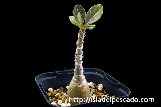 isla del pescado-多肉植物-塊根植物-Adenium socotranum