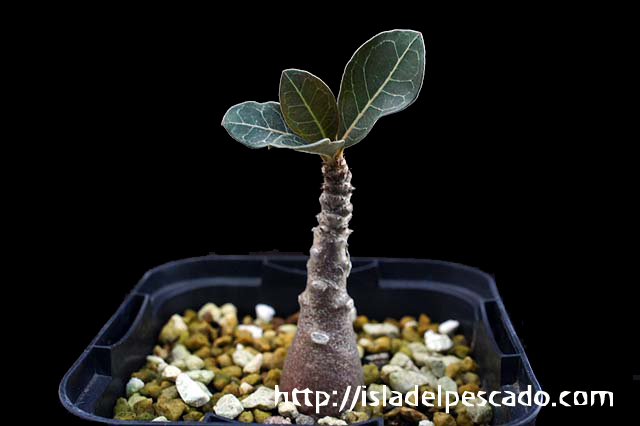 B-1】アデニウム・ソコトラナム Adenium socotranum - 植物/観葉植物