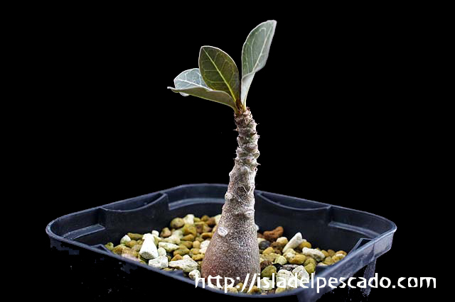 A-1】アデニウム・ソコトラナム Adenium socotranum - 植物/観葉植物