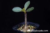 Adenium socotranum アデニウム・ソコトラナム