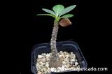 Adenium socotranum アデニウム・ソコトラナム
