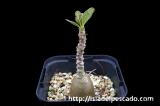 Adenium socotranum アデニウム・ソコトラナム