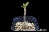 Adenium socotranum アデニウム・ソコトラナム image_1