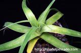Agave bracteosa アガベ・ブラクテオーサ