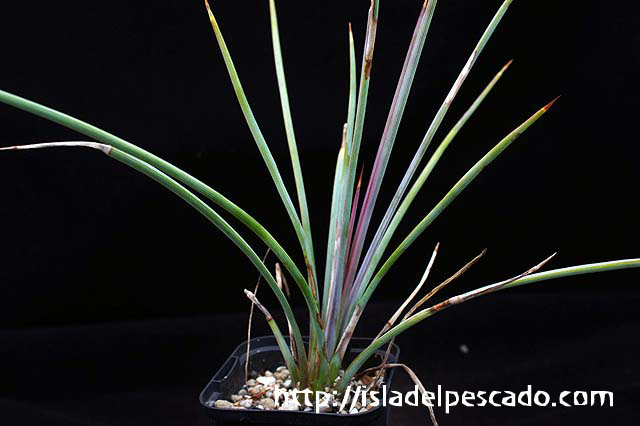 Agave striata アガベ・ストリアータ
