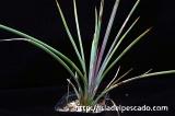 Agave striata アガベ・ストリアータ