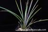 Agave striata アガベ・ストリアータ image_1