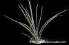 Agave striata アガベ・ストリアータ image_2