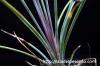 Agave striata アガベ・ストリアータ image_3