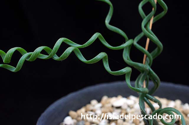 V10 【パンダ園芸】特選 多肉植物 Albuca bruce-bayeri (実生) 3株 激レア！ 