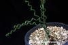 Albuca bruce-bayeri アルブカ・ブルースバイエリ image_1
