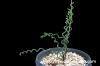 Albuca bruce-bayeri アルブカ・ブルースバイエリ image_2