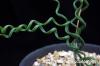 Albuca bruce-bayeri アルブカ・ブルースバイエリ image_3