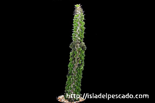 アローディア・アスケンデンス・親株・5号鉢 isla del pescado-多肉