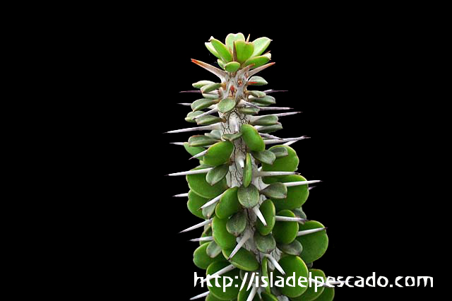 isla del pescado-多肉植物-塊根植物-Alluaudia ascendens