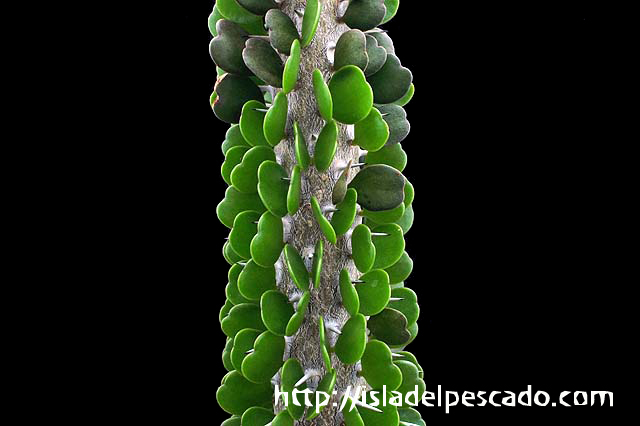 isla del pescado-多肉植物-塊根植物-Alluaudia ascendens