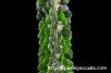 Alluaudia ascendens アローディア・アスケンデンス image_4