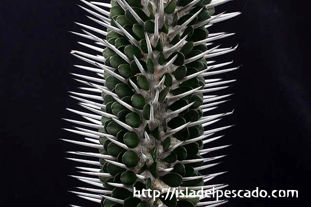 ★多肉植物★サボテン★Alluaudia montagnacii・純白豪太棘選抜品B【アローディア・モンタグナッキー】・3.5号・極美・希少種 ☆多肉植物☆サボテン☆Alluaudia montagnacii ・純白太刺品・アロー