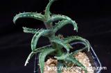 Aloe castilloniae アロエ・カスティロニアエ