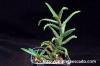 Aloe castilloniae アロエ・カスティロニアエ image_1