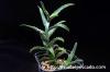 Aloe castilloniae アロエ・カスティロニアエ image_3