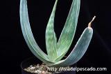 aloe karasbergensis アロエ・カラスベルゲンシス
