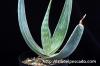 aloe karasbergensis アロエ・カラスベルゲンシス image_1