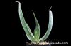 aloe karasbergensis アロエ・カラスベルゲンシス image_2