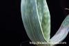aloe karasbergensis アロエ・カラスベルゲンシス image_3