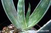 aloe karasbergensis アロエ・カラスベルゲンシス image_4