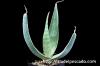 aloe karasbergensis アロエ・カラスベルゲンシス image_5
