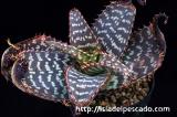 Aloe latifolia アロエ・ラティフォリア
