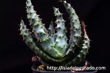 Aloe peglerae アロエ・ペグレラエ