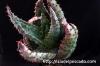 Aloe peglerae アロエ・ペグレラエ image_1