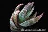 Aloe peglerae アロエ・ペグレラエ image_5