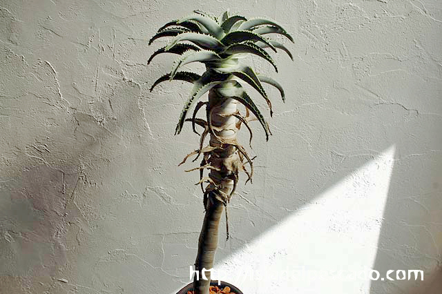isla del pescado-多肉植物-ユリ科-Aloe pillansii