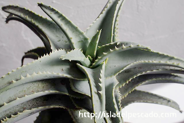 isla del pescado-多肉植物-ユリ科-Aloe pillansii